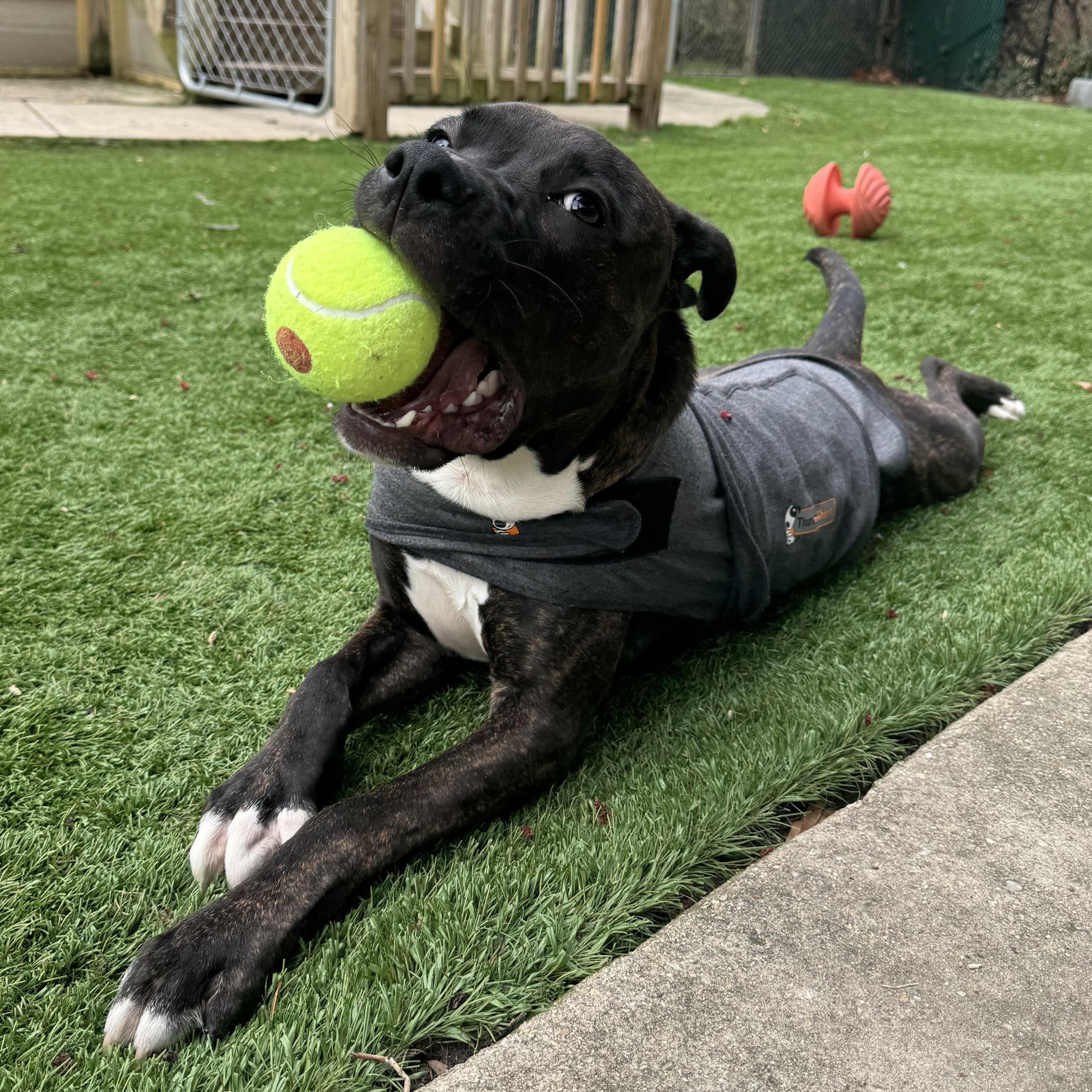Blu, Adoptable, Young Male Pit Bull Terrier.