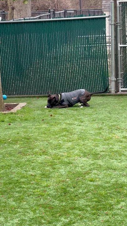 Enlarge Blu, a Adoptable mixed breed in Greenbelt, MD video 5/6