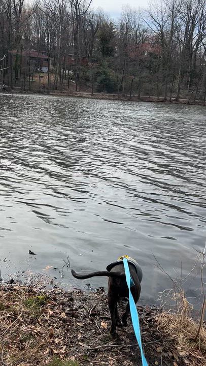 Enlarge Blu, a Adoptable mixed breed in Greenbelt, MD video 6/6