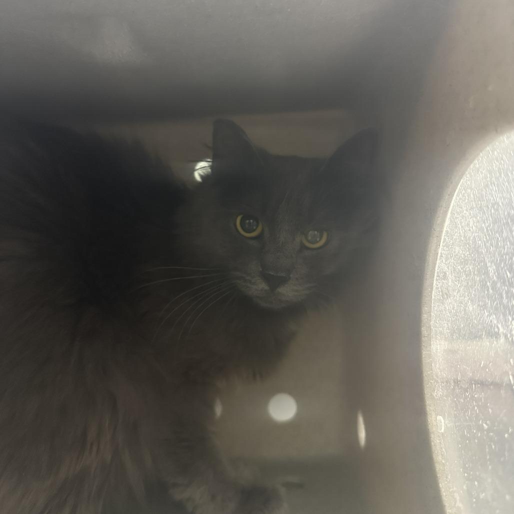 Enlarge Rosemary, a Adoptable Domestic Long Hair in Tacoma, WA image 1/2