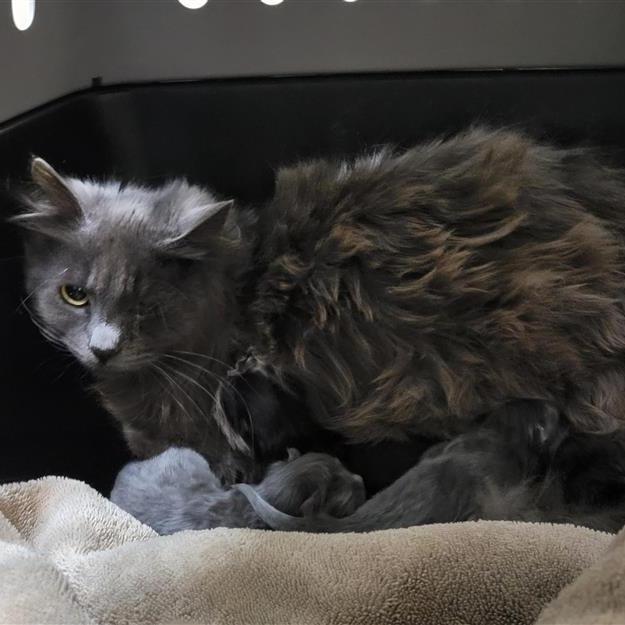 Enlarge Rosemary, a Adoptable Domestic Long Hair in Tacoma, WA image 2/2
