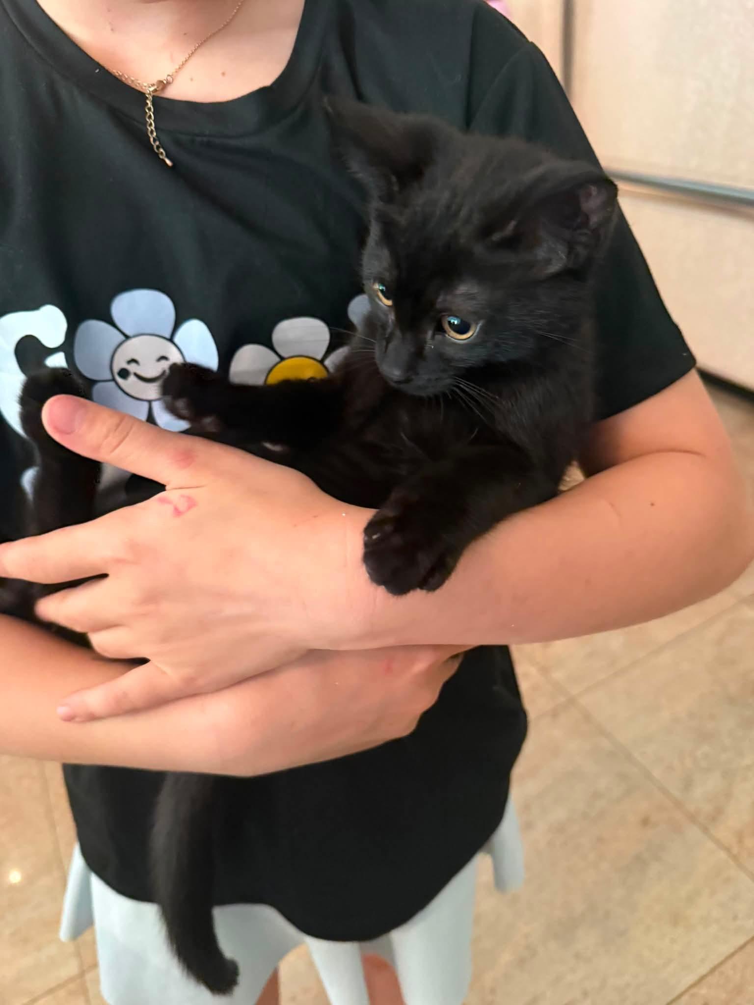 Midnight, ADOPTABLE, Kitten Male Domestic Short Hair.