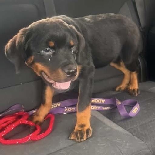 Queen, adopted, Puppy Female Rottweiler.