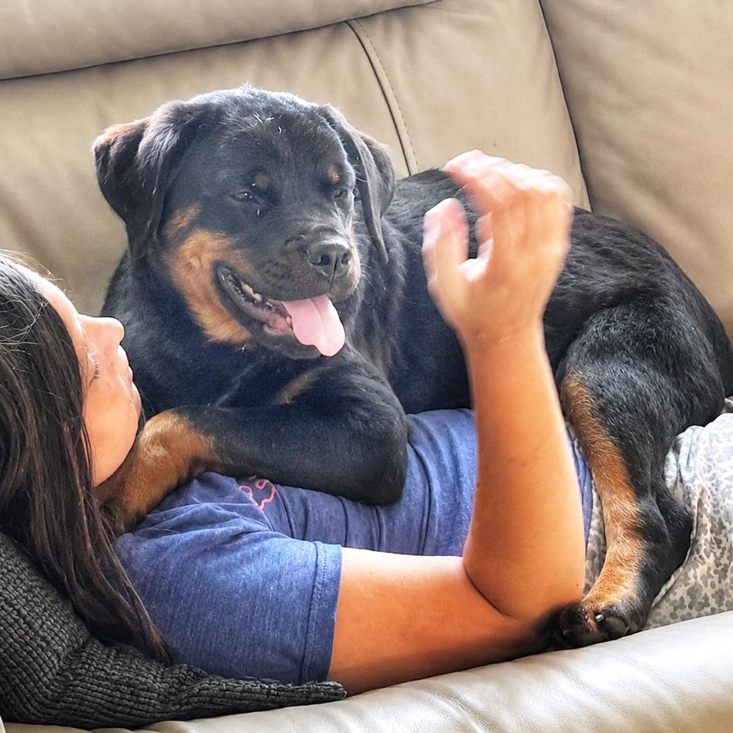 Enlarge Queen, an adopted Rottweiler in Hillsborough, NJ image 3/3