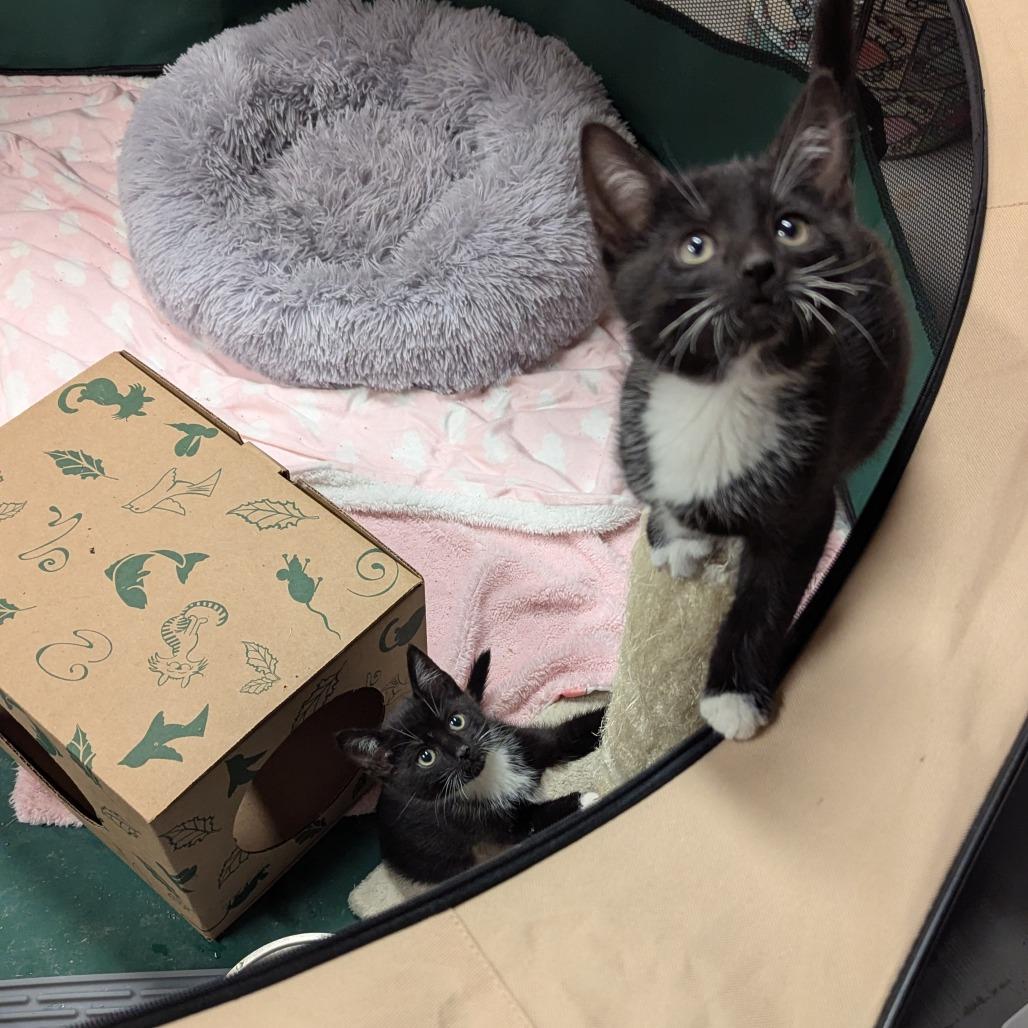 Enlarge Jariah Jarey (purple), a Adoptable Domestic Short Hair in Baltimore, MD image 1/3
