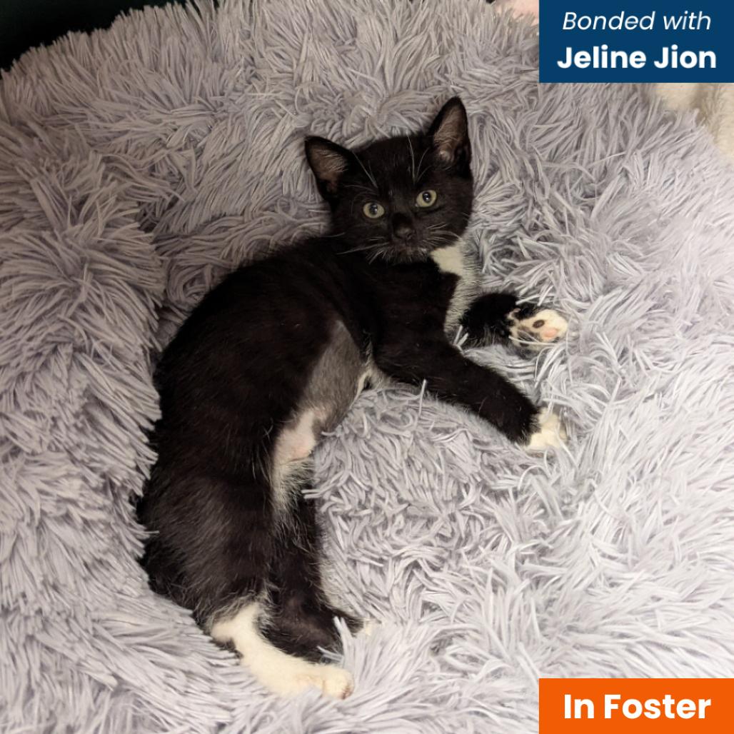 Enlarge Jariah Jarey (purple), a Adoptable Domestic Short Hair in Baltimore, MD image 2/3