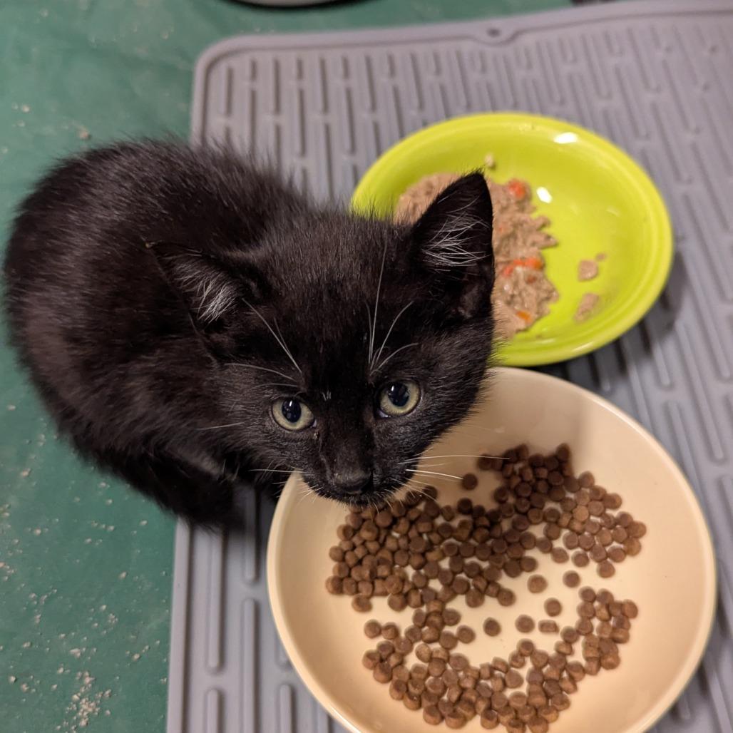 Enlarge Jariah Jarey (purple), a Adoptable Domestic Short Hair in Baltimore, MD image 3/3