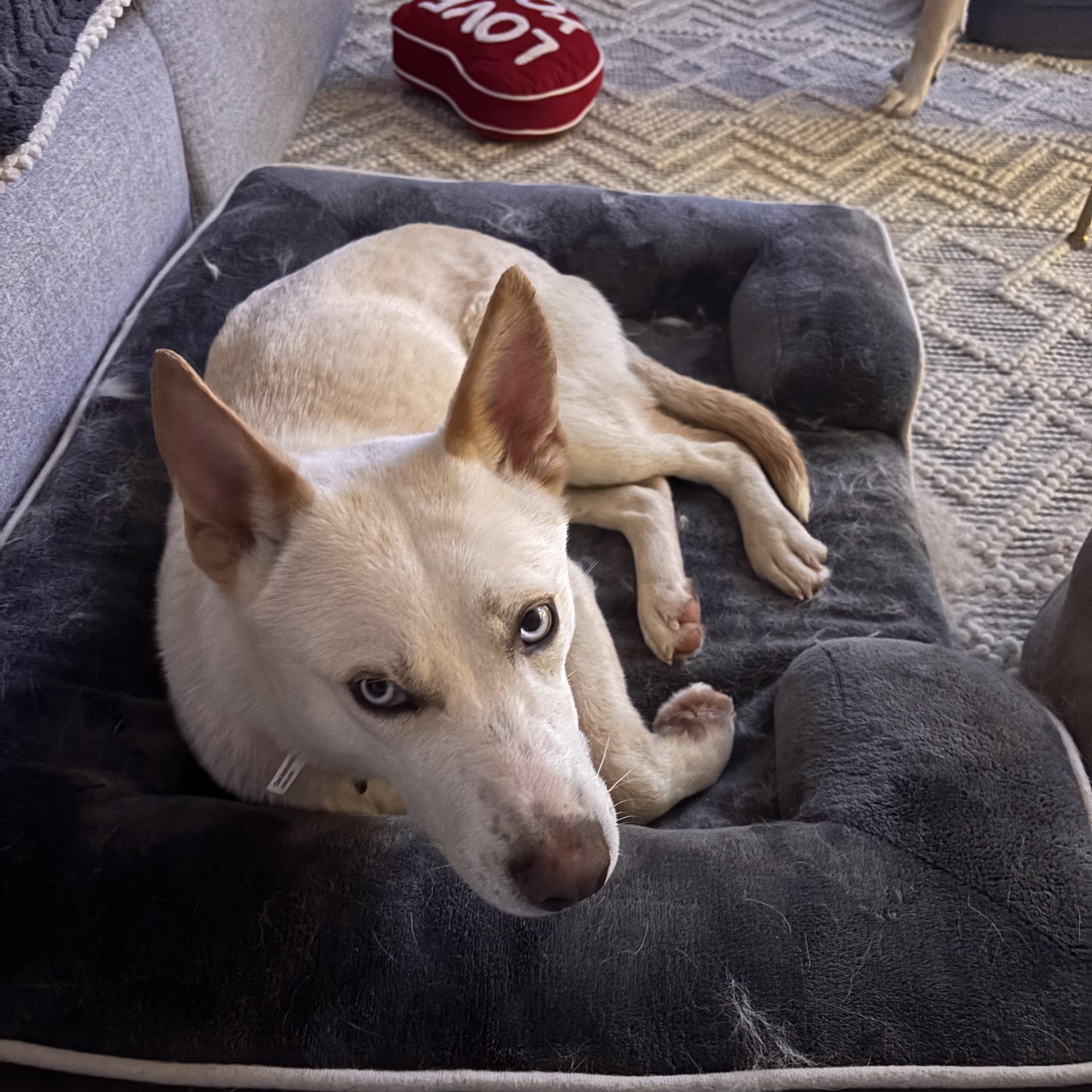 Enlarge Snow White, an adoptable Siberian Husky in Putnam, CT image 5/6