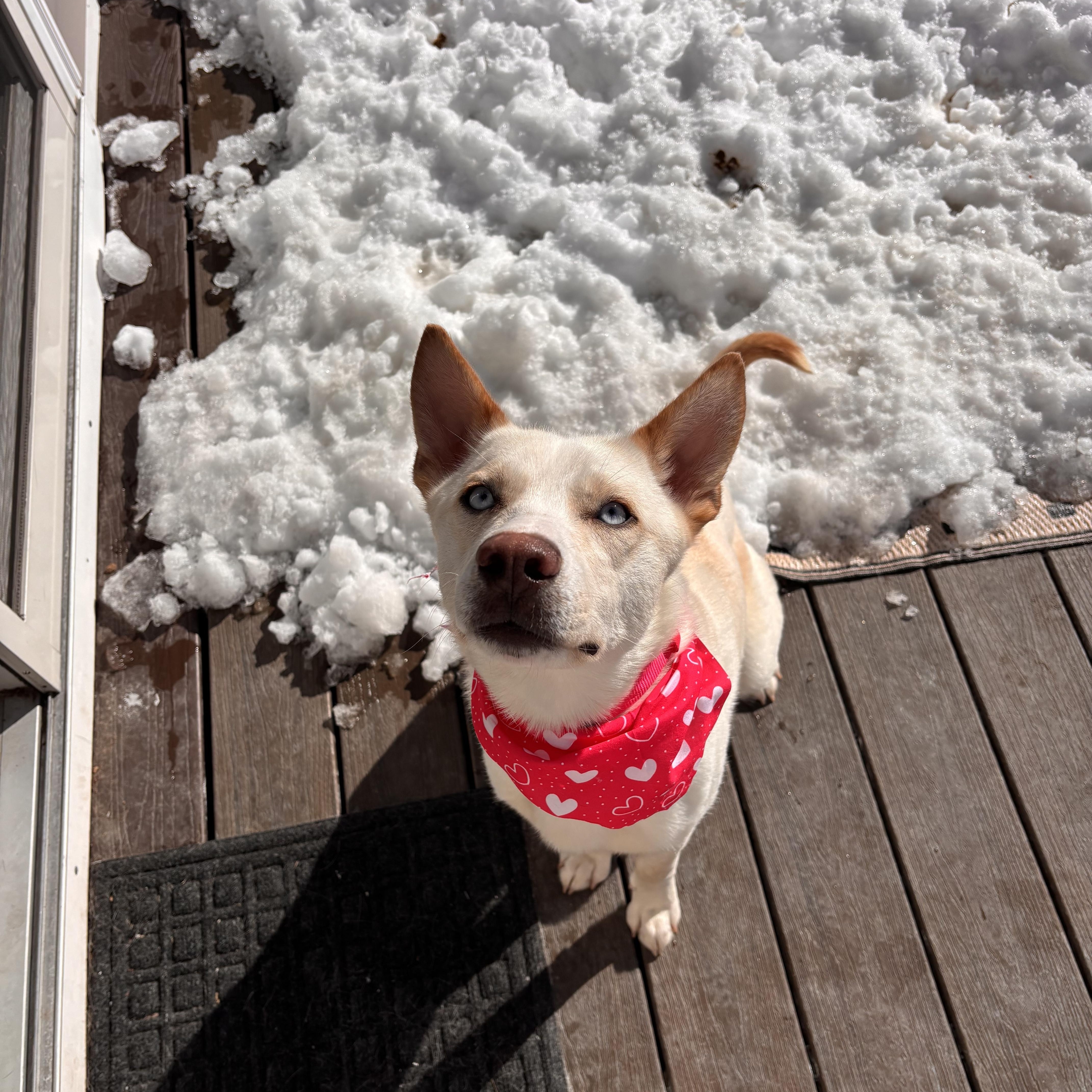 Enlarge Snow White, an adoptable Siberian Husky in Putnam, CT image 2/6