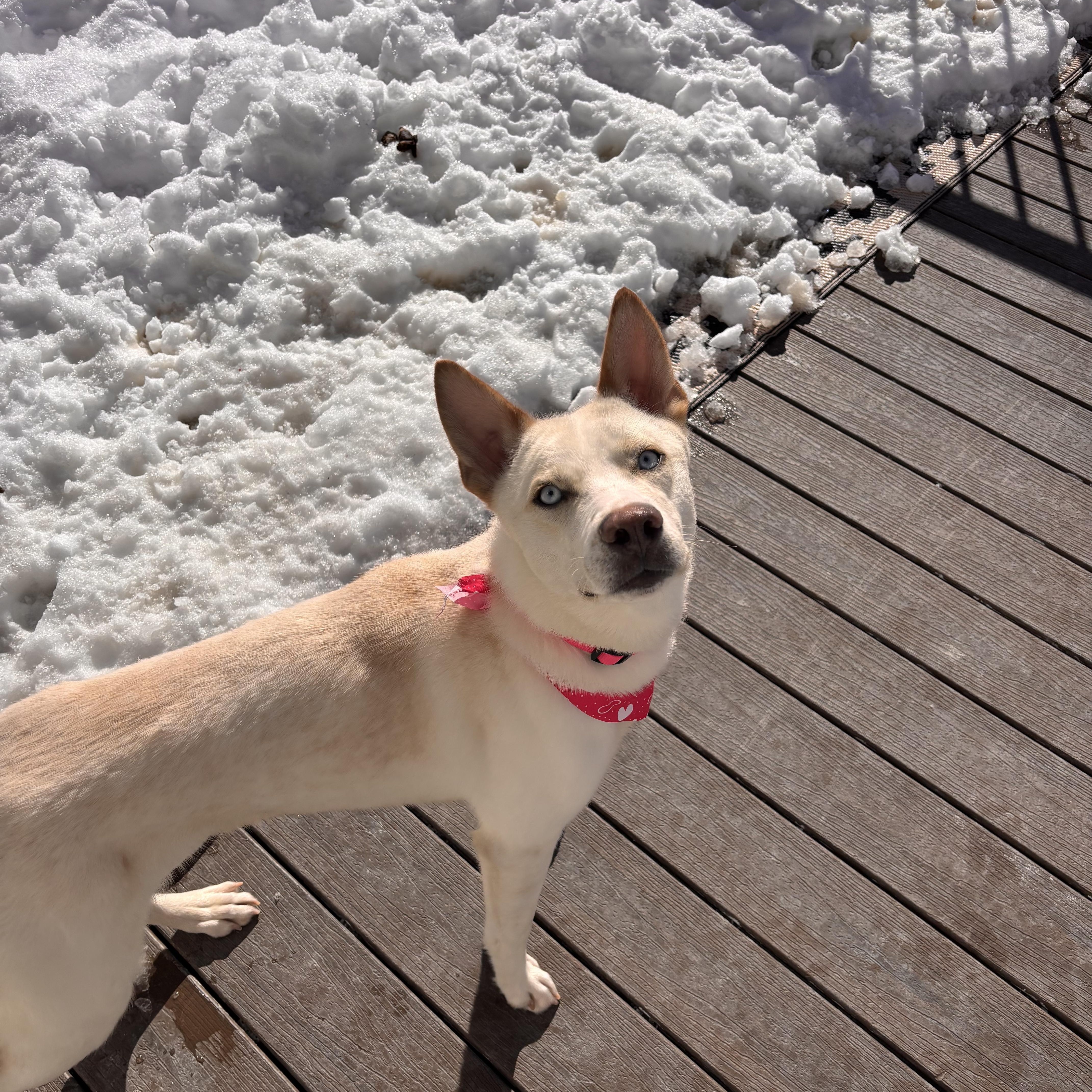 Enlarge Snow White, an adoptable Siberian Husky in Putnam, CT image 4/6