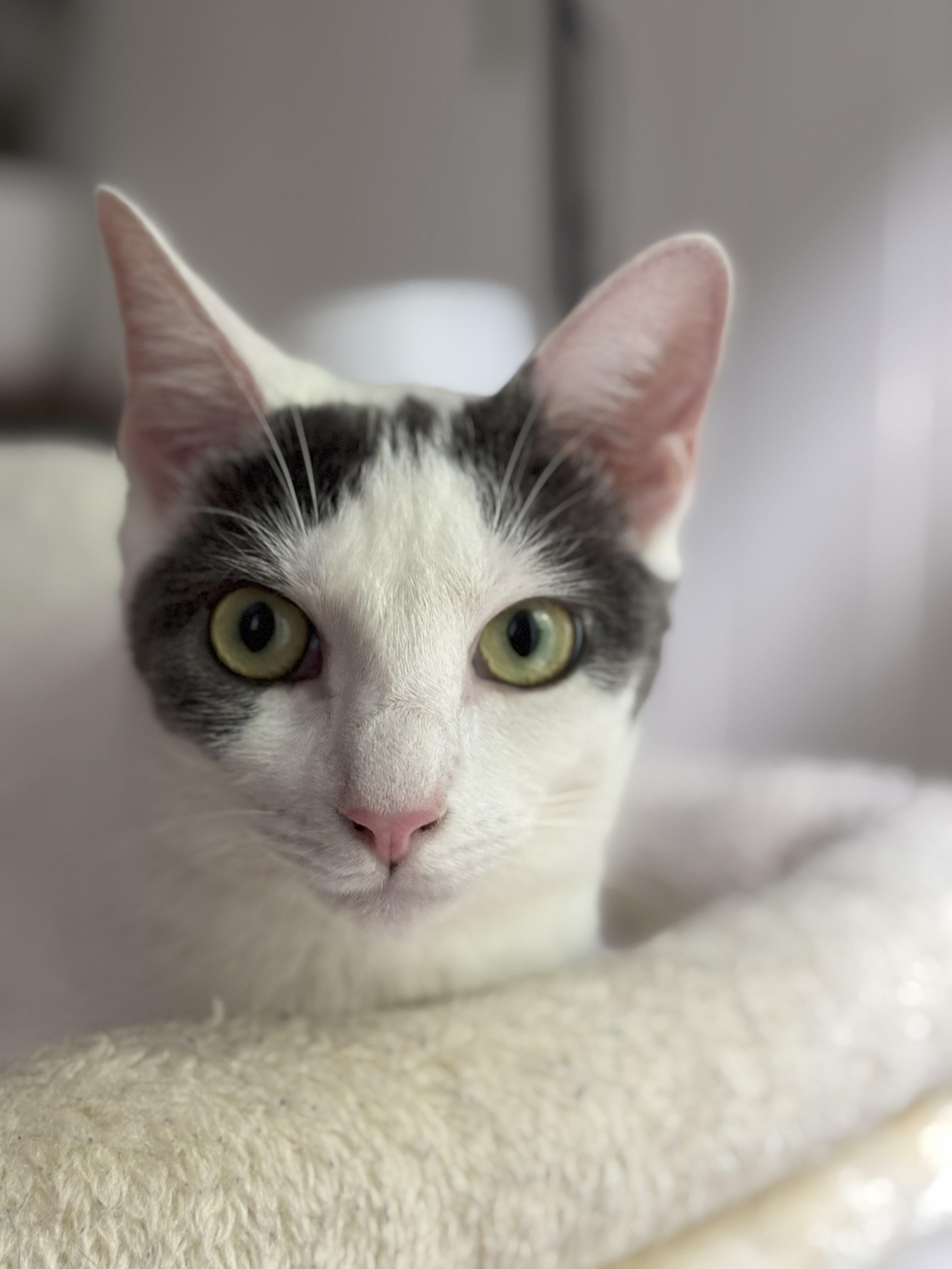 Enlarge Petunia, a Adoptable Domestic Short Hair in Brooklyn, NY image 1/6