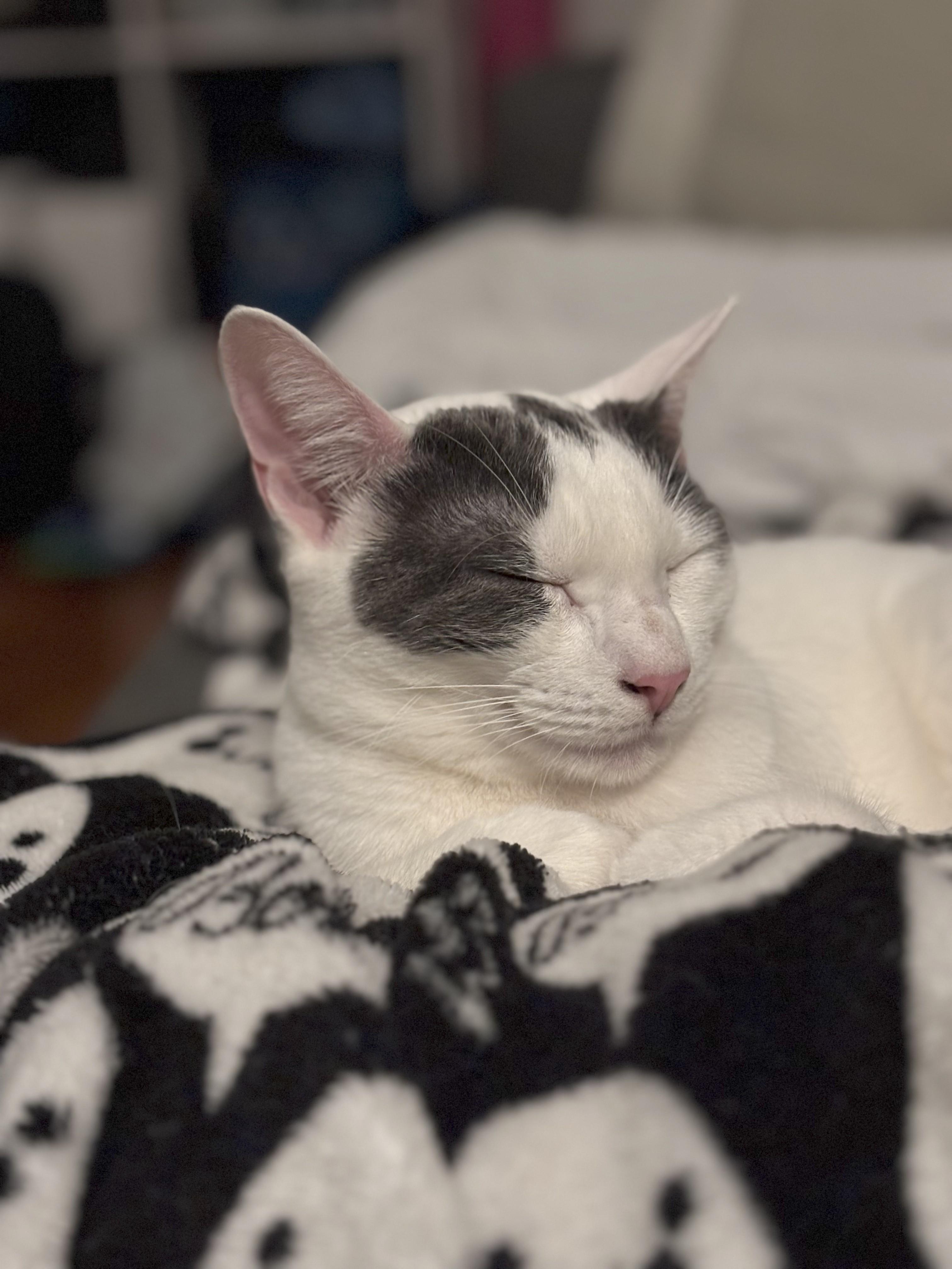 Enlarge Petunia, a Adoptable Domestic Short Hair in Brooklyn, NY image 6/6