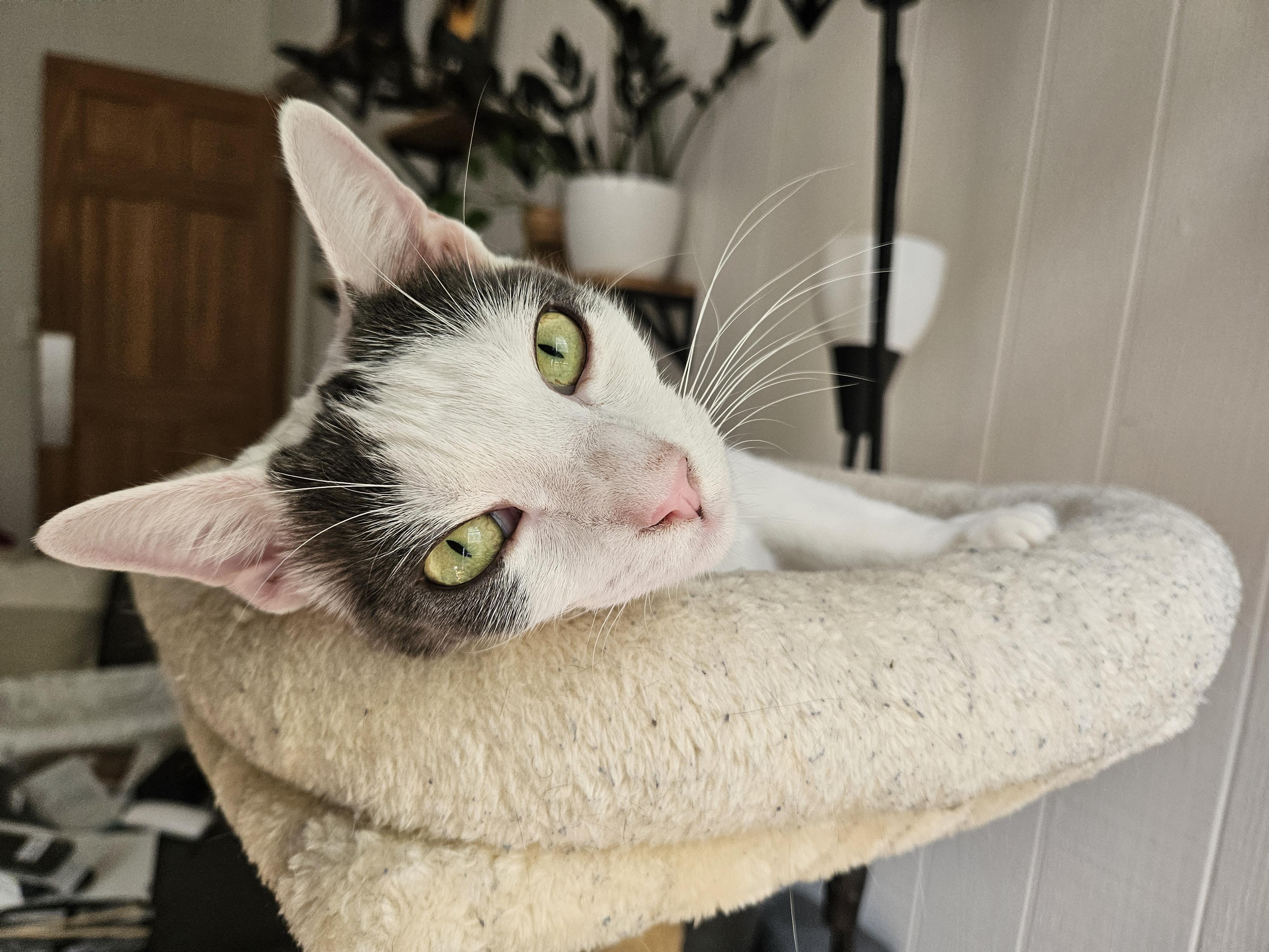 Enlarge Petunia, a Adoptable Domestic Short Hair in Brooklyn, NY image 3/6