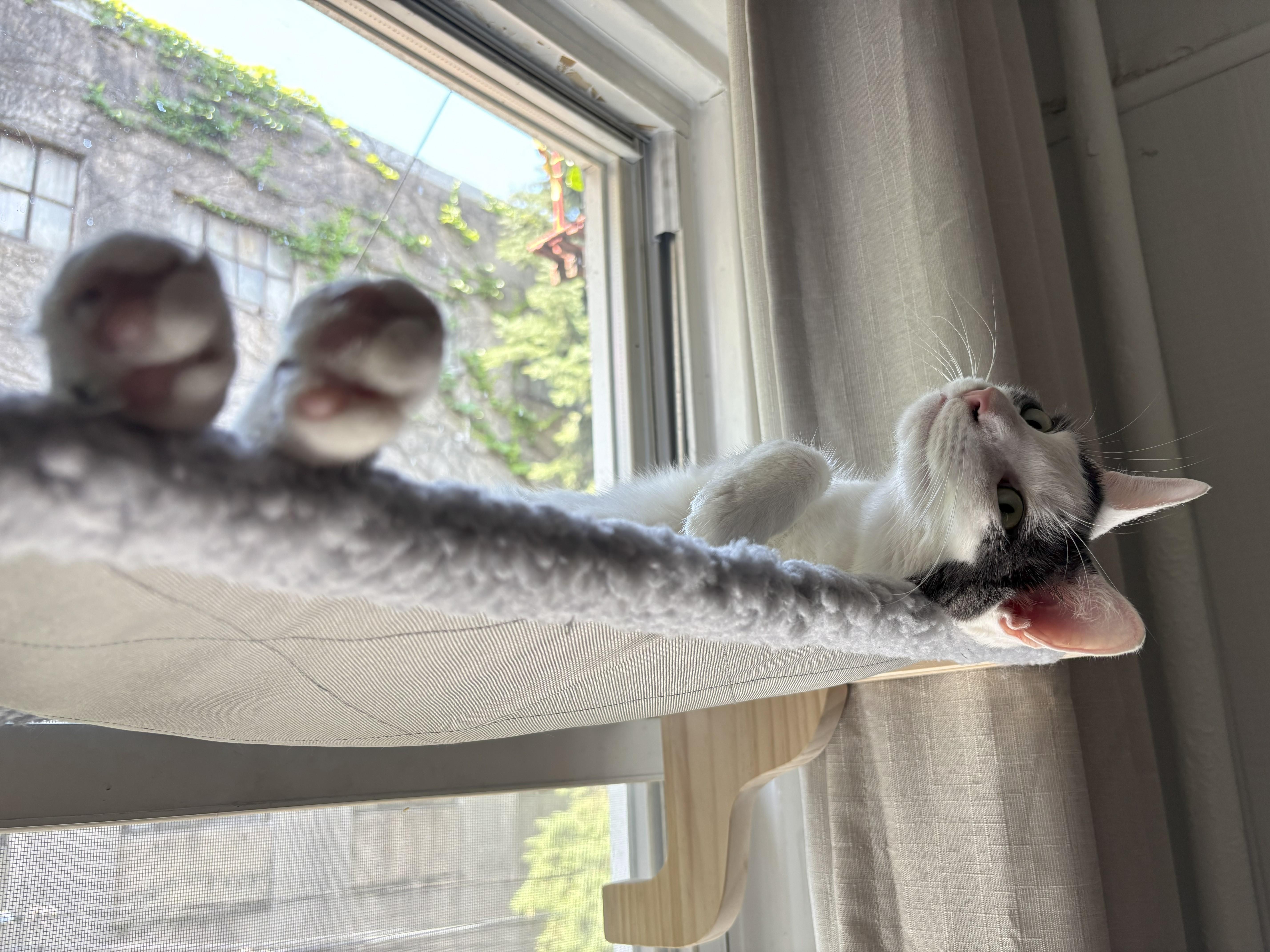 Enlarge Petunia, a Adoptable Domestic Short Hair in Brooklyn, NY image 5/6