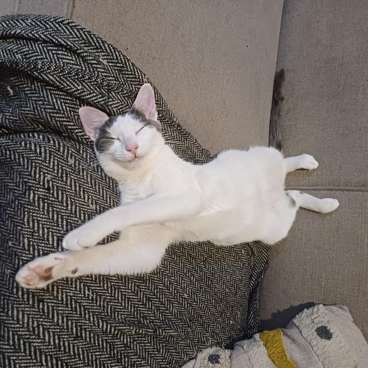 Enlarge Petunia, a Adoptable Domestic Short Hair in Brooklyn, NY image 2/6