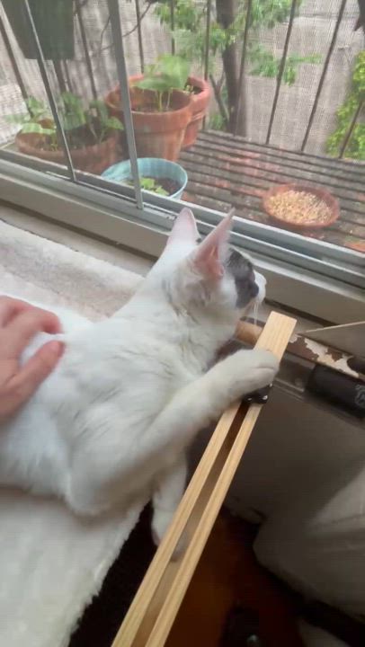 Enlarge Petunia, a Adoptable Domestic Short Hair in Brooklyn, NY video 4/6