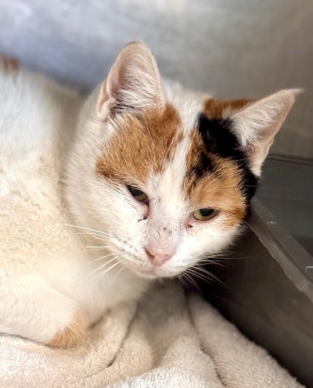 Unknown, Adoptable, Adult Female Domestic Short Hair.