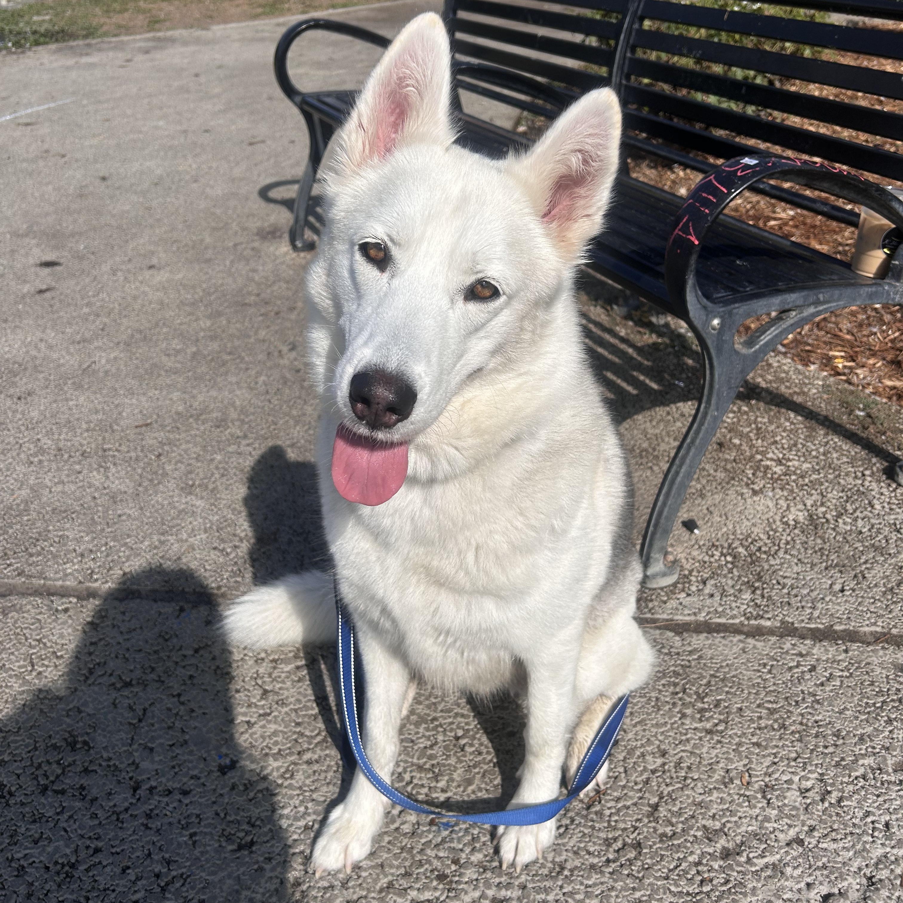 Lunabear, Adoptable, Young Female Husky.