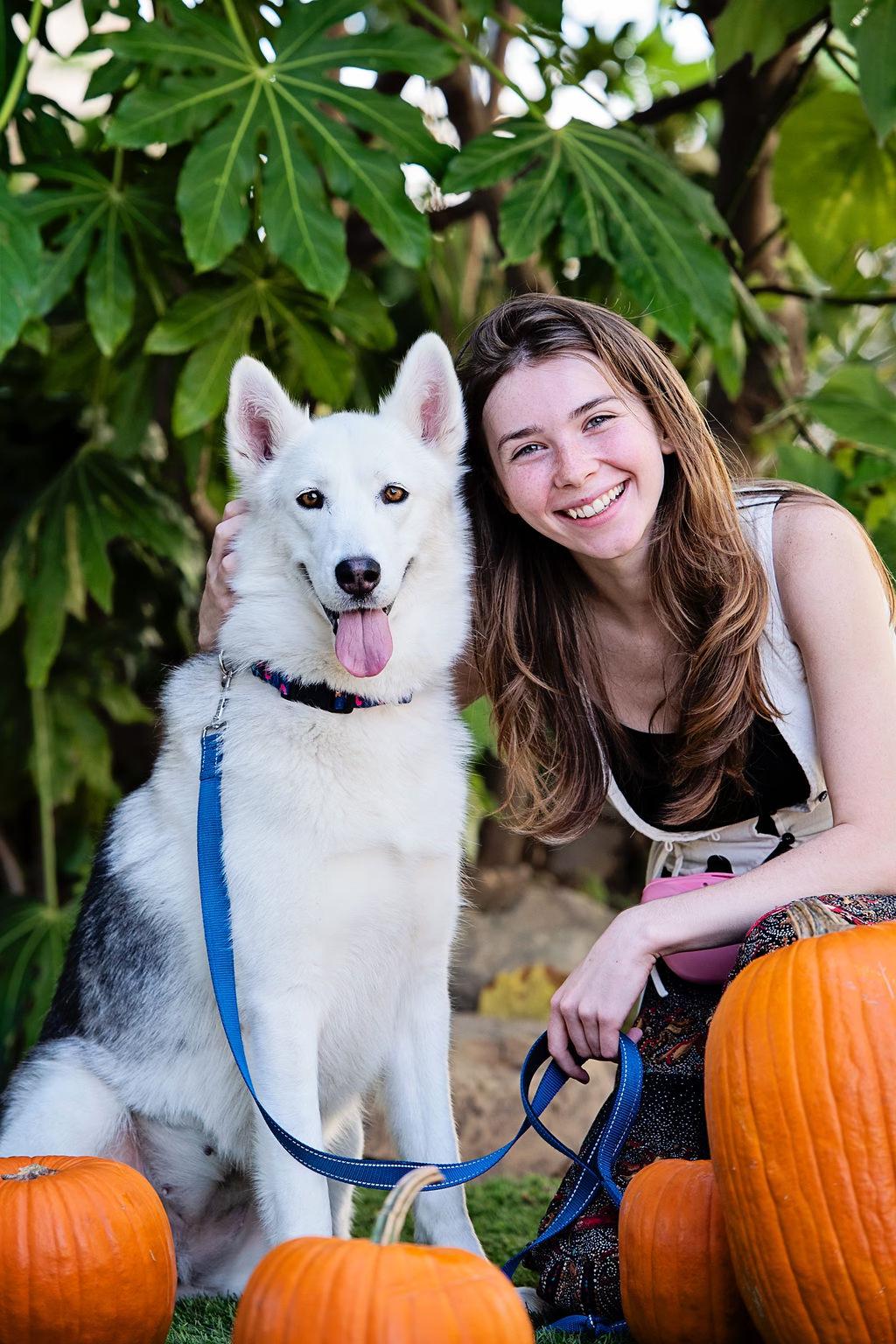 Enlarge Lunabear, a Adoptable Husky in Burbank, CA image 3/6