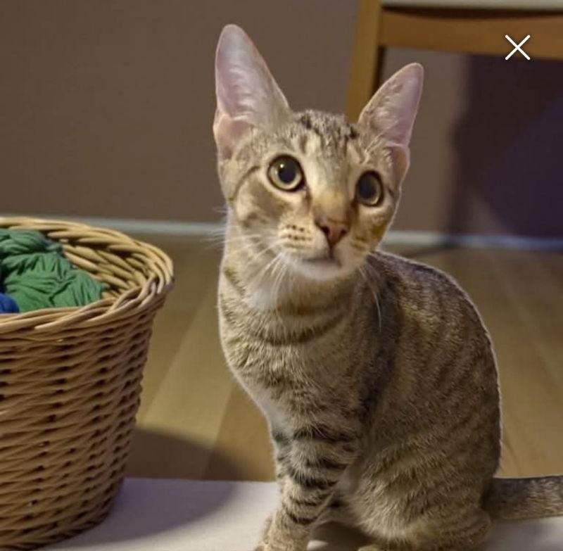 Leo, a Adoptable Tabby in Knoxville, TN image 1/3