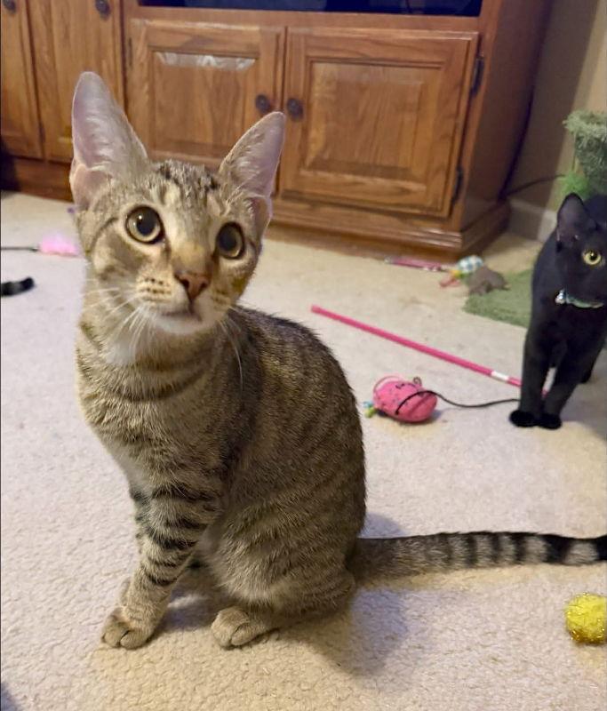 Leo, Adoptable, Young Male Tabby.