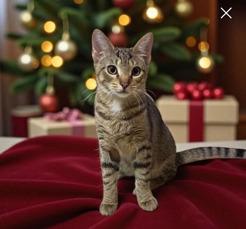 Leo, a Adoptable Tabby in Knoxville, TN image 2/3