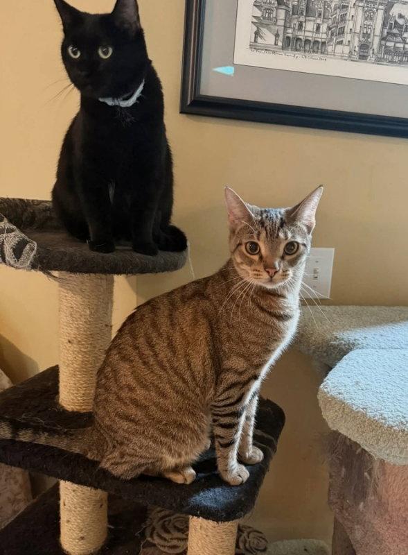 Leo, Adoptable, Young Male Tabby.