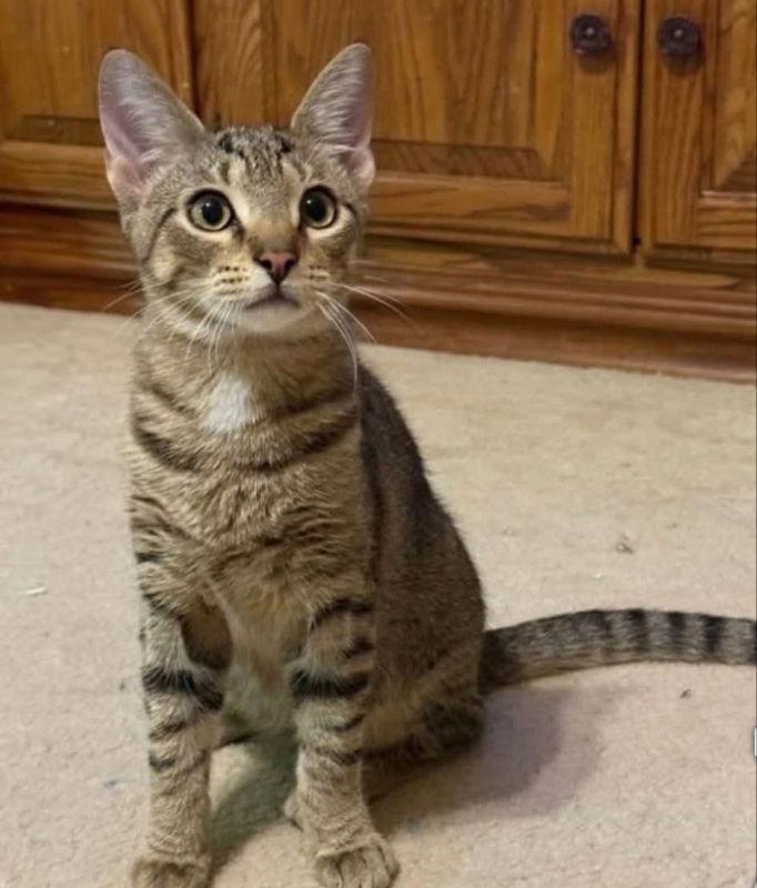 Enlarge Leo, a Adoptable Tabby in Knoxville, TN image 2/3