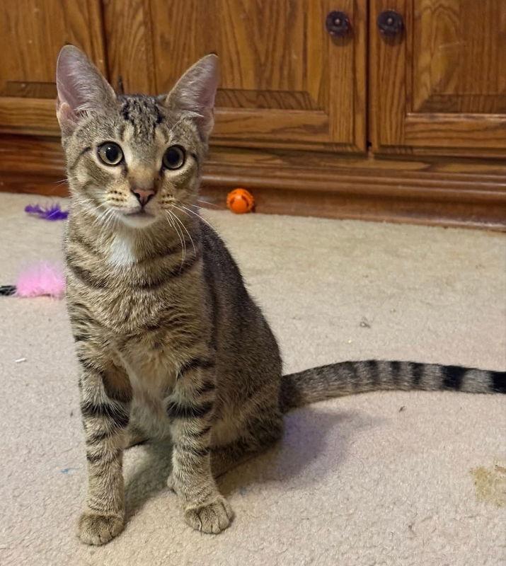 Leo, a Adoptable Tabby in Knoxville, TN image 3/3