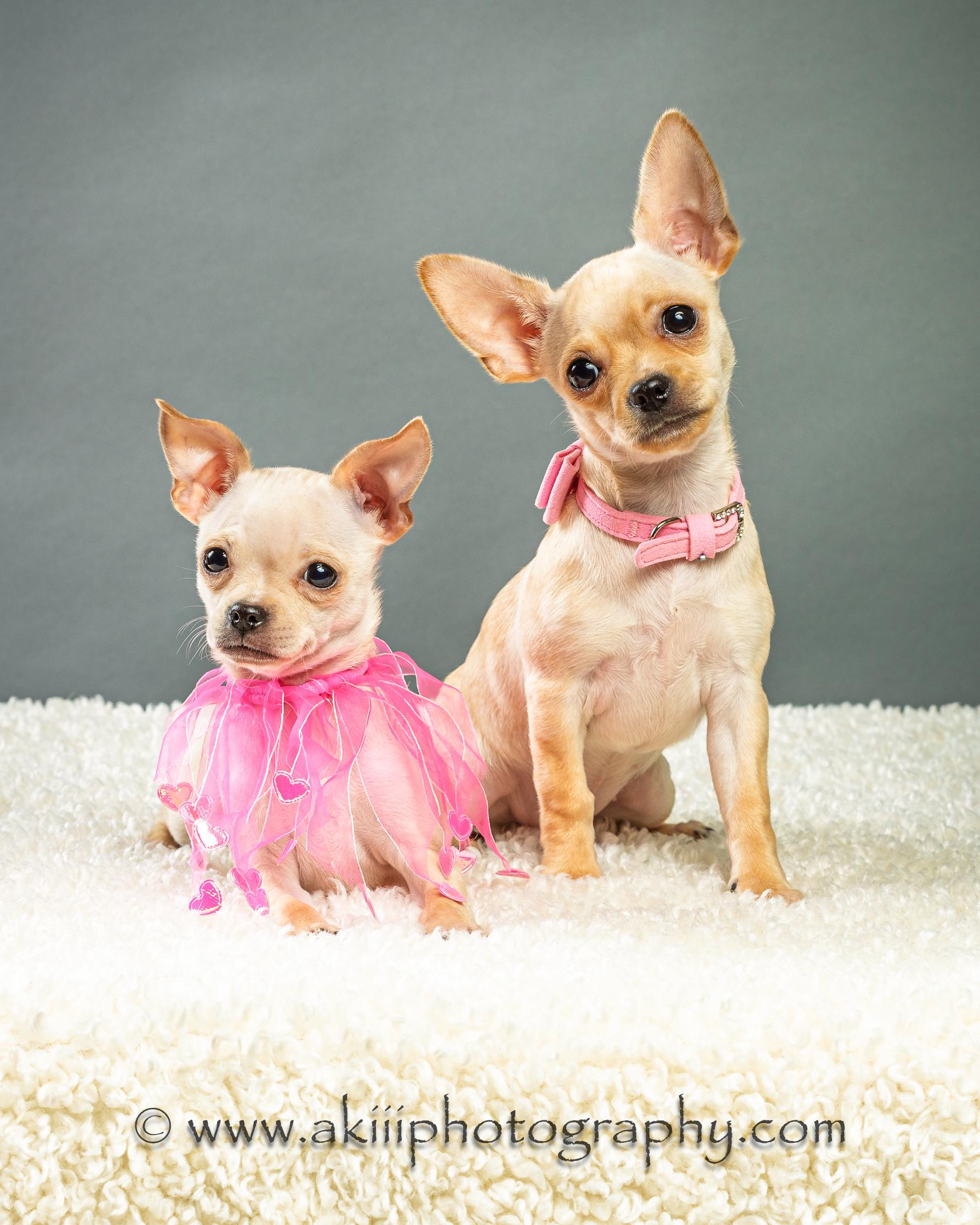 Enlarge Itsy and Bitsy - Puppies, a ADOPTABLE Chihuahua in Plano, TX image 3/4