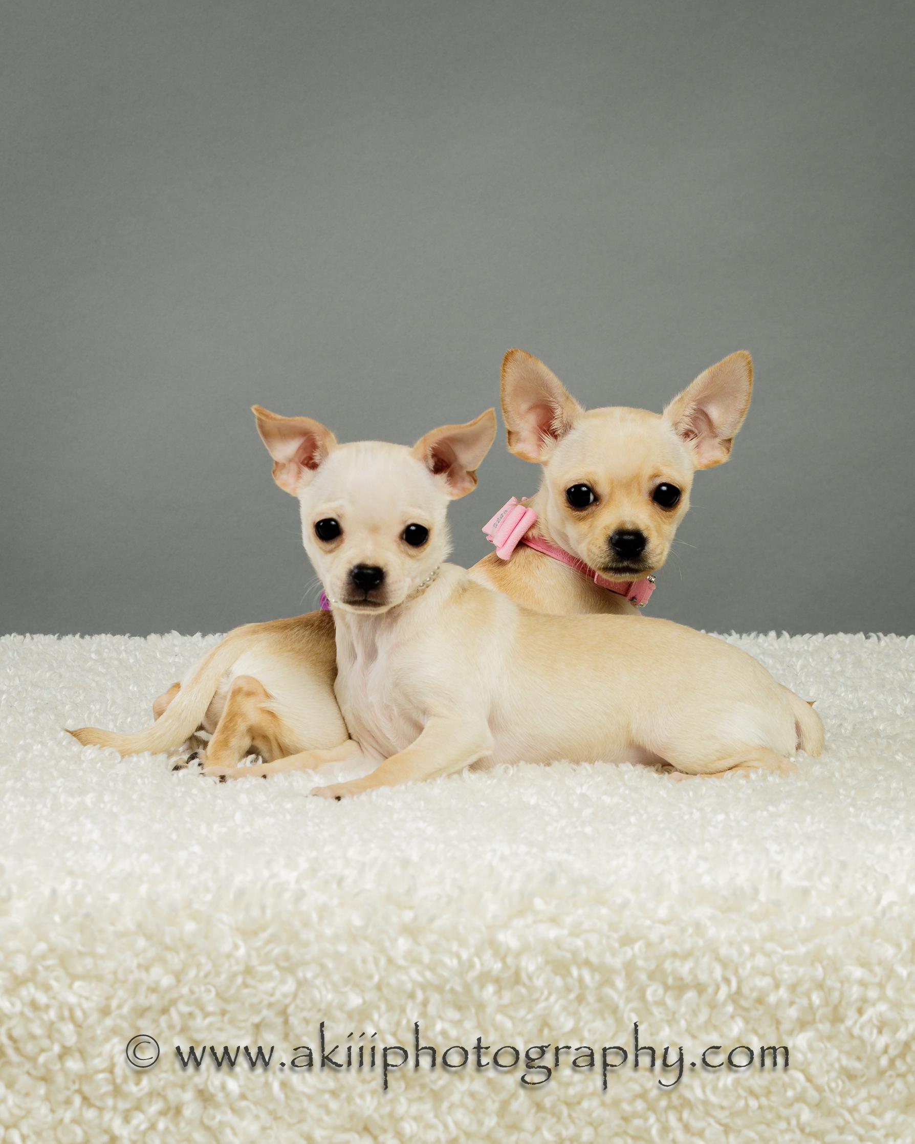 Itsy and Bitsy - Puppies, ADOPTABLE, Puppy Female Chihuahua.