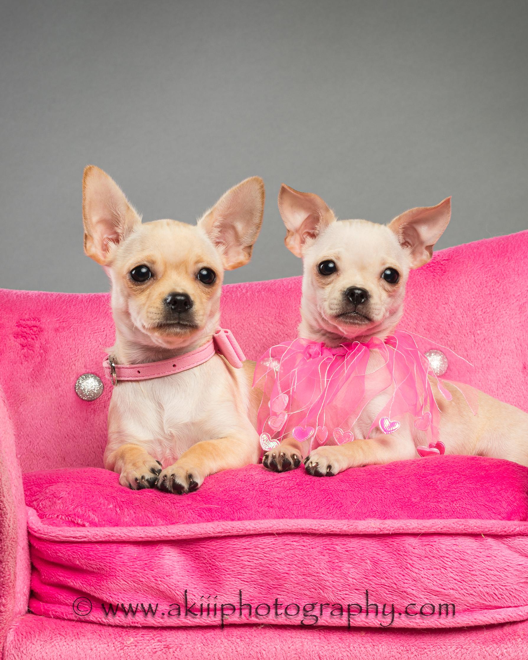 Enlarge Itsy and Bitsy - Puppies, a ADOPTABLE Chihuahua in Plano, TX image 2/4