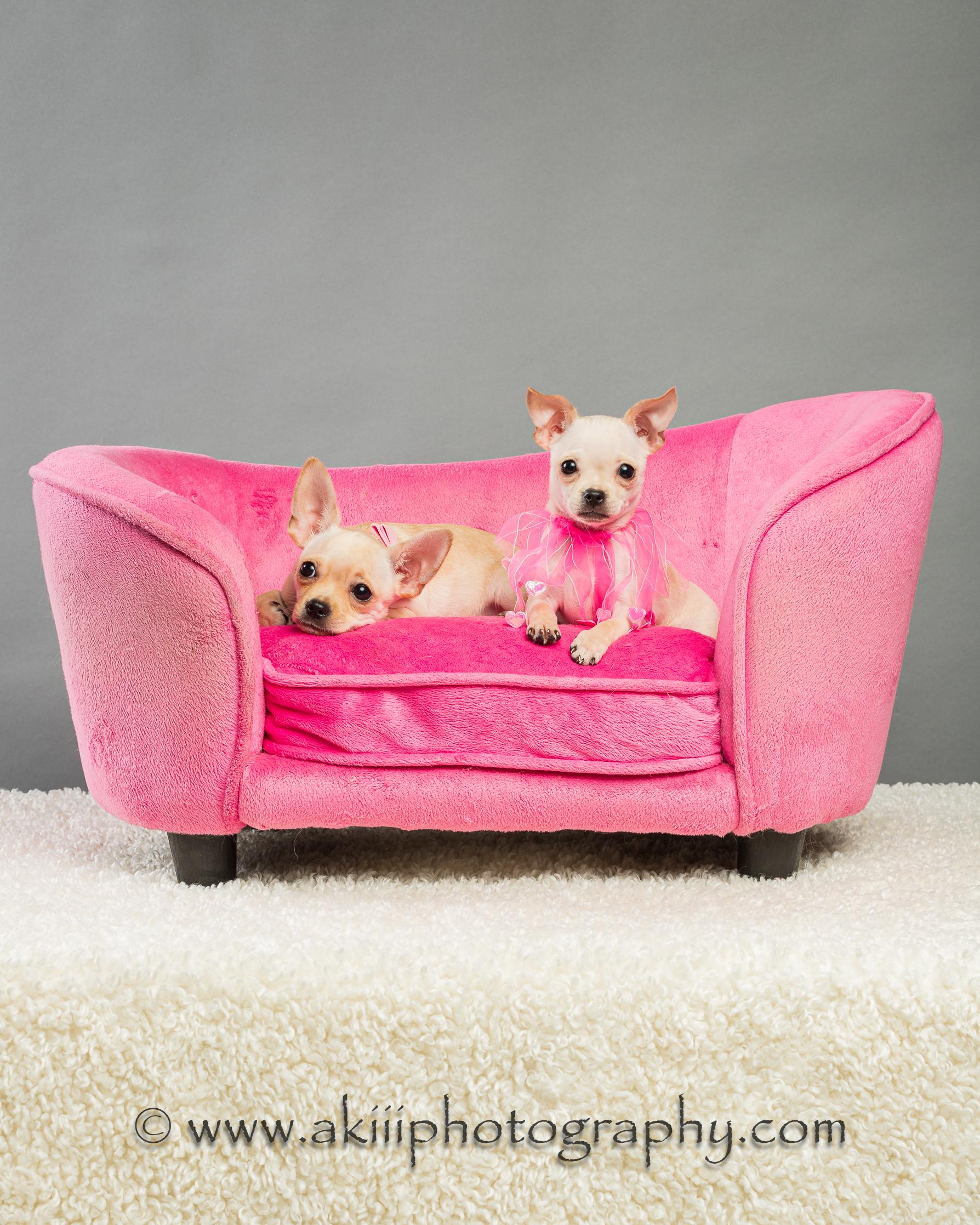 Enlarge Itsy and Bitsy - Puppies, a ADOPTABLE Chihuahua in Plano, TX image 4/4