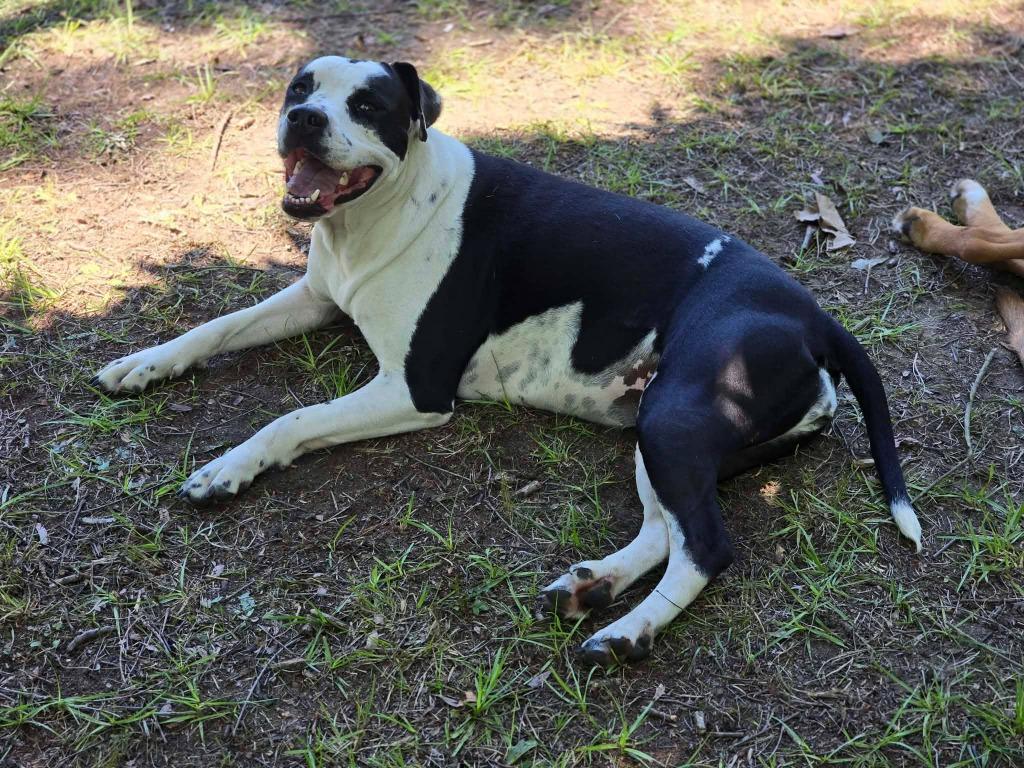 Enlarge Bonnie 2, a Adoptable mixed breed in Waynesville, GA image 1/6