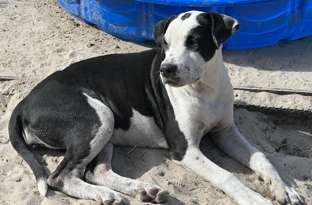 Enlarge Bonnie 2, a Adoptable mixed breed in Waynesville, GA image 1/6