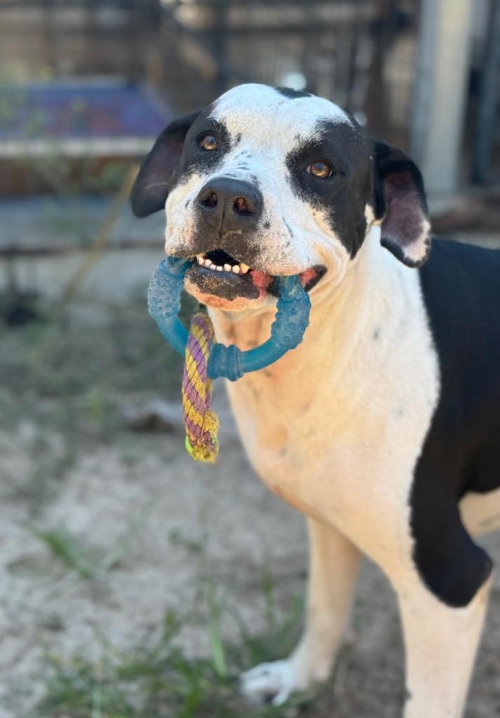 Bonnie 2, Adoptable, Adult Female Beagle & Hound.