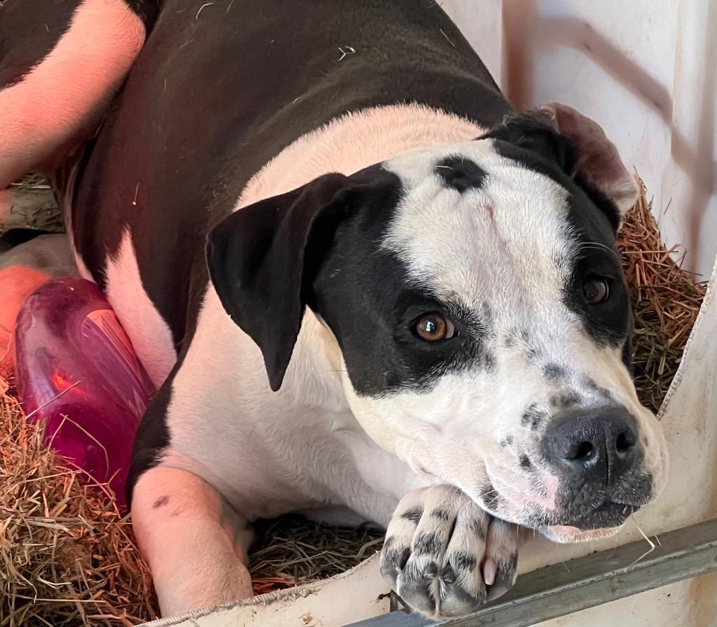 Enlarge Bonnie 2, a Adoptable mixed breed in Waynesville, GA image 5/6