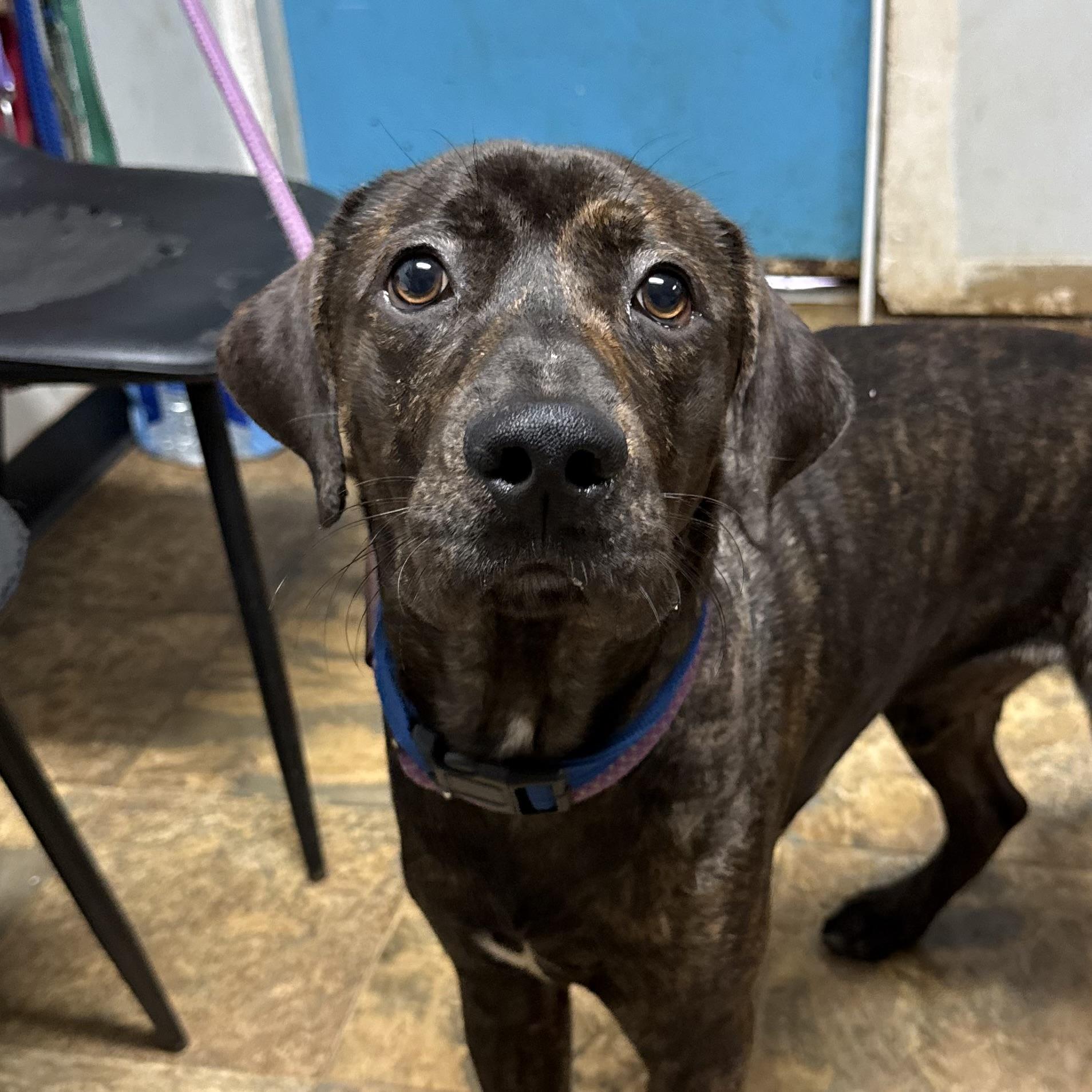 Enlarge Skinny Pop, a Adoptable mixed breed in Howell, NJ image 1/6