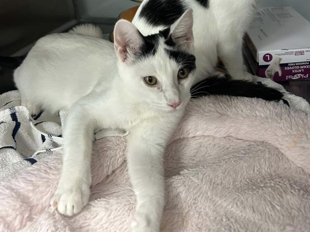 JACOBS*, Adoptable, Young Male Domestic Short Hair.