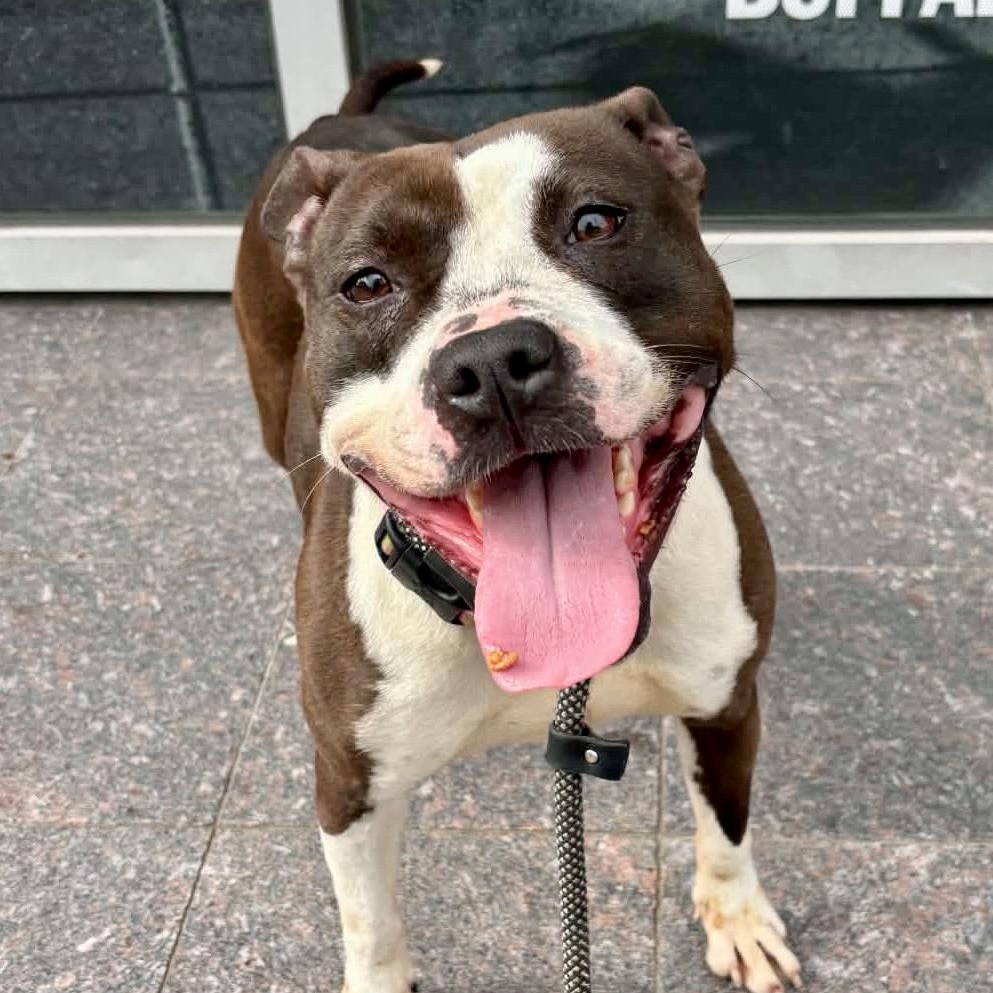 Princess, an adopted mixed breed in Buffalo, NY image 4/6