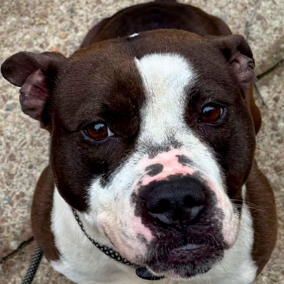 Princess, an adopted mixed breed in Buffalo, NY image 2/6
