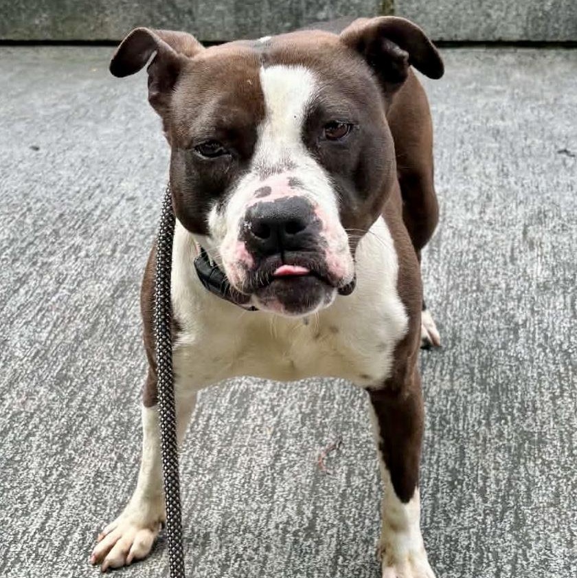 Princess, adopted, Young Female Pit Bull Terrier.