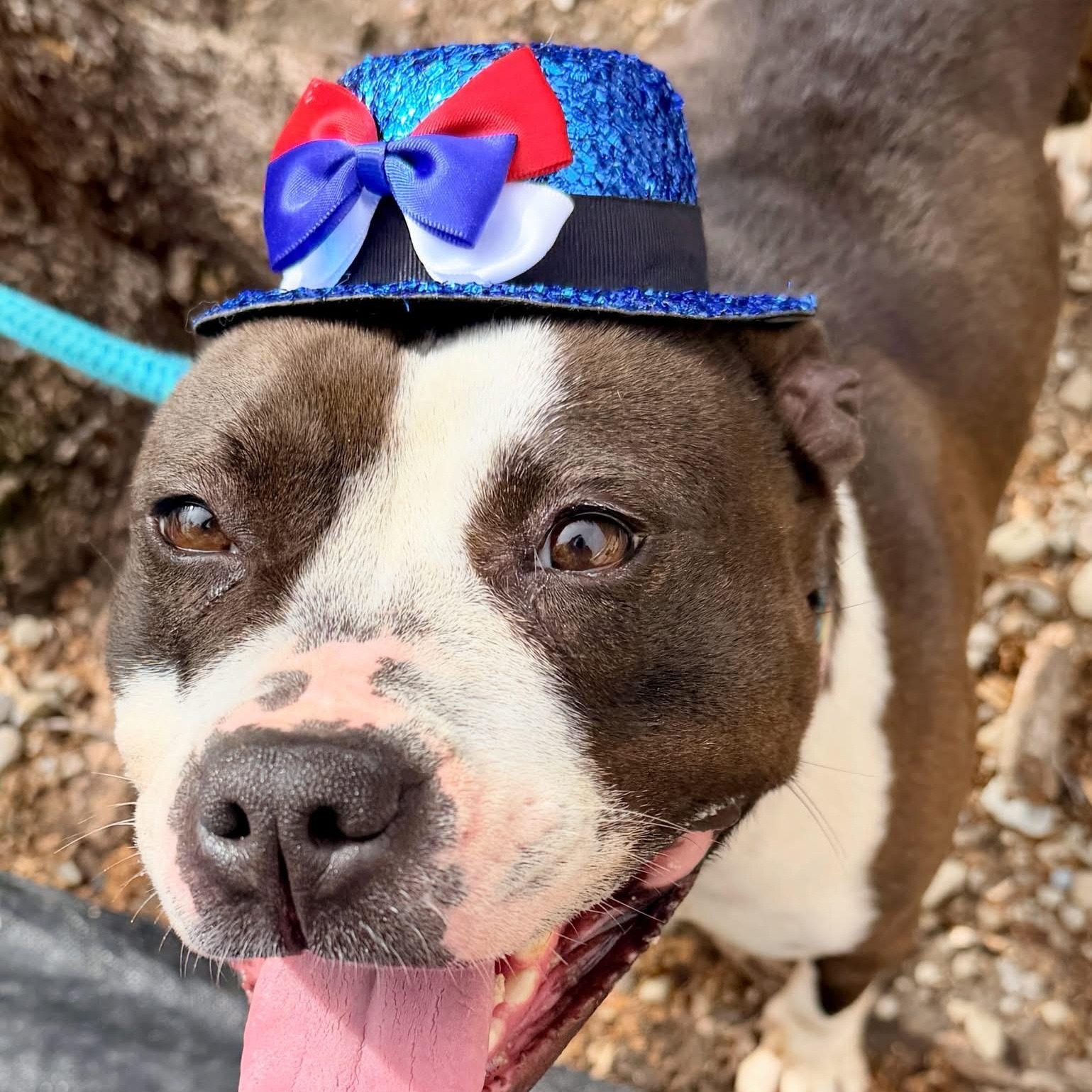 Princess, an adopted mixed breed in Buffalo, NY image 6/6