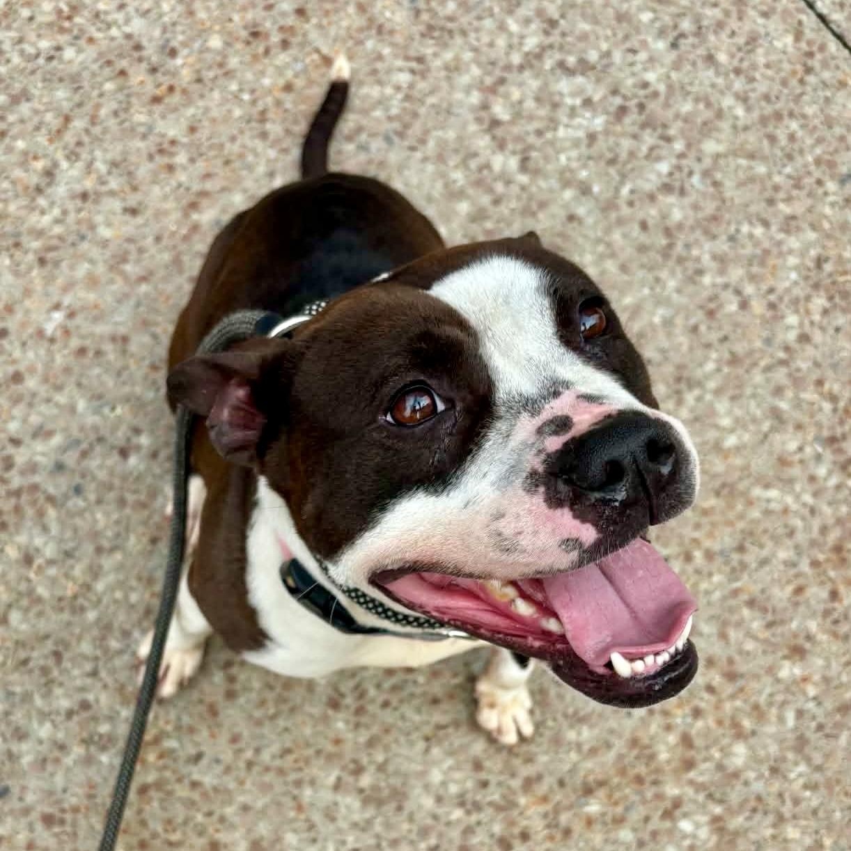 Princess, an adopted mixed breed in Buffalo, NY image 3/6