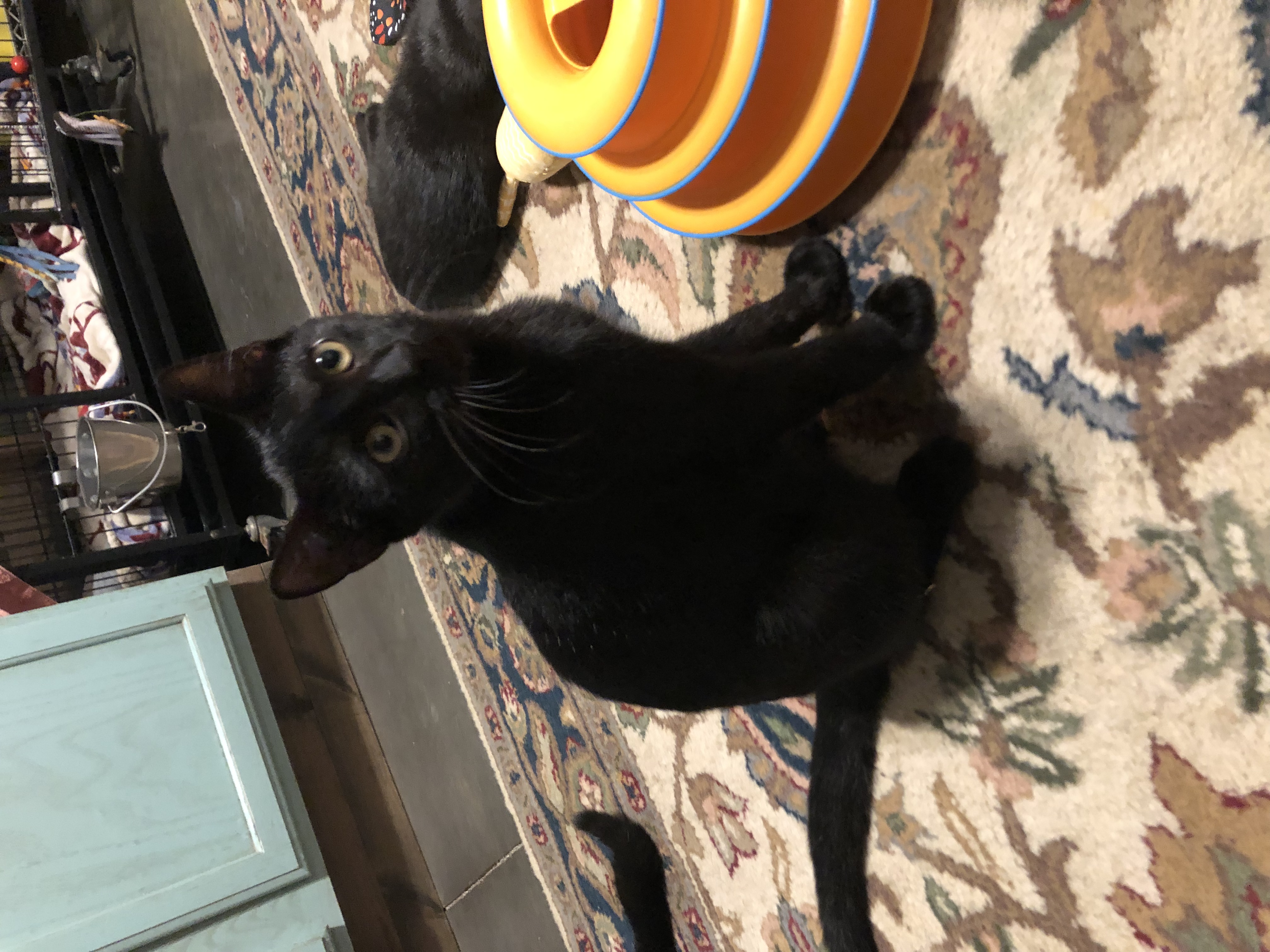 Enlarge Thakery, a Adoptable mixed breed in New Blaine, AR image 1/2