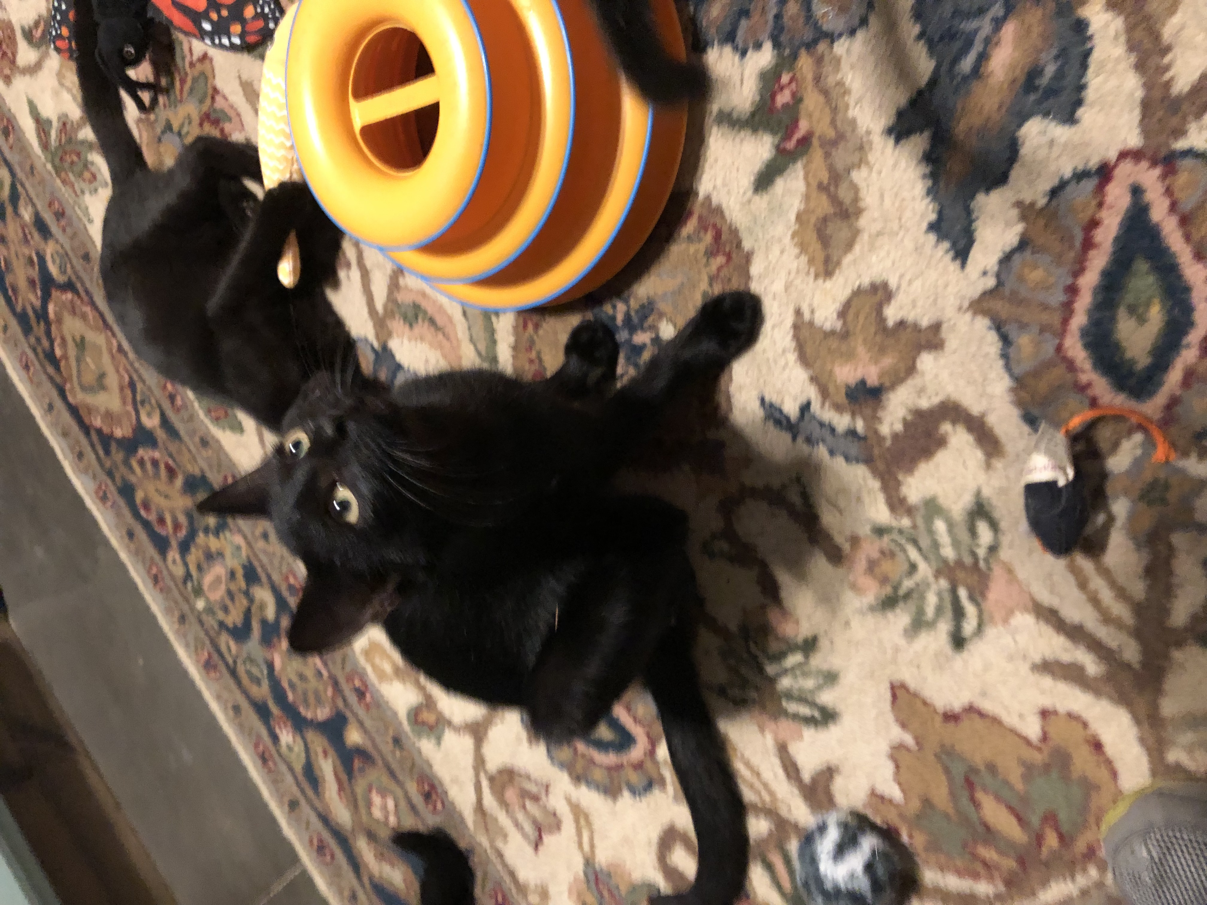 Enlarge Thakery, a Adoptable mixed breed in New Blaine, AR image 2/2