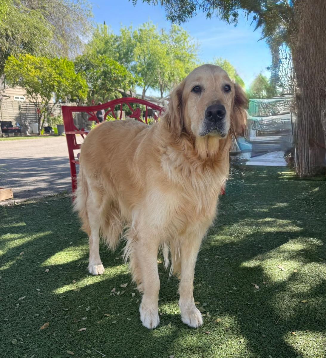 Enlarge Marla, an adopted Golden Retriever in Temecula, CA image 2/2