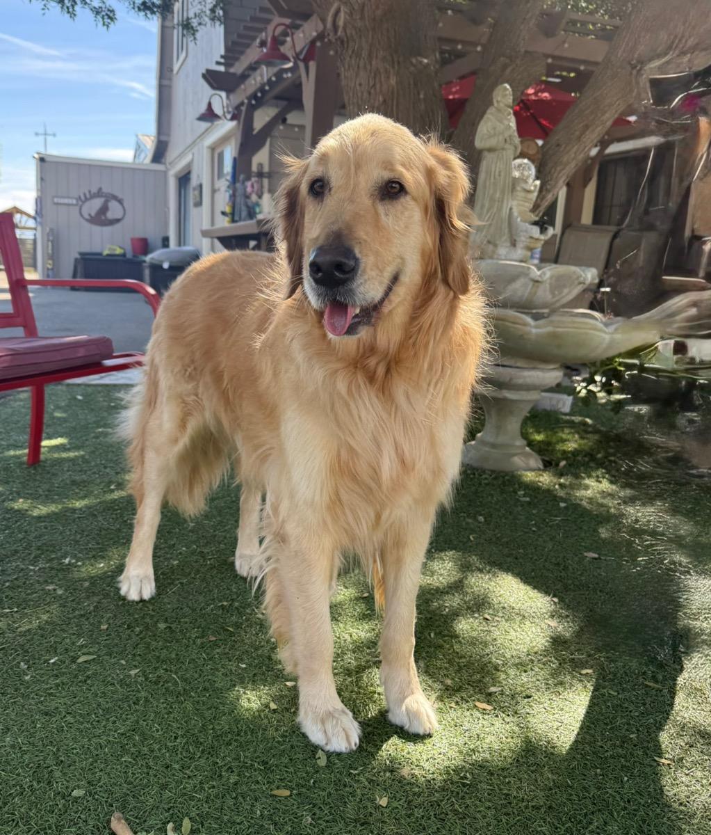 Enlarge Marla, an adopted Golden Retriever in Temecula, CA image 1/2
