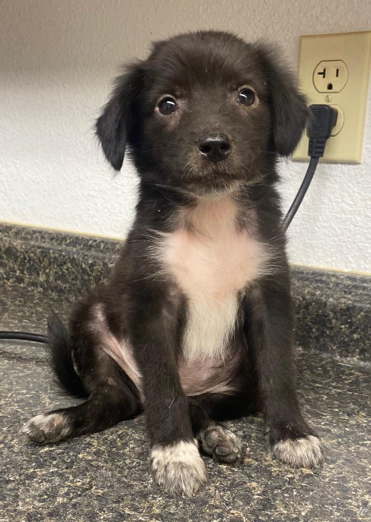Milo, Adoptable, Puppy Male Cattle Dog.
