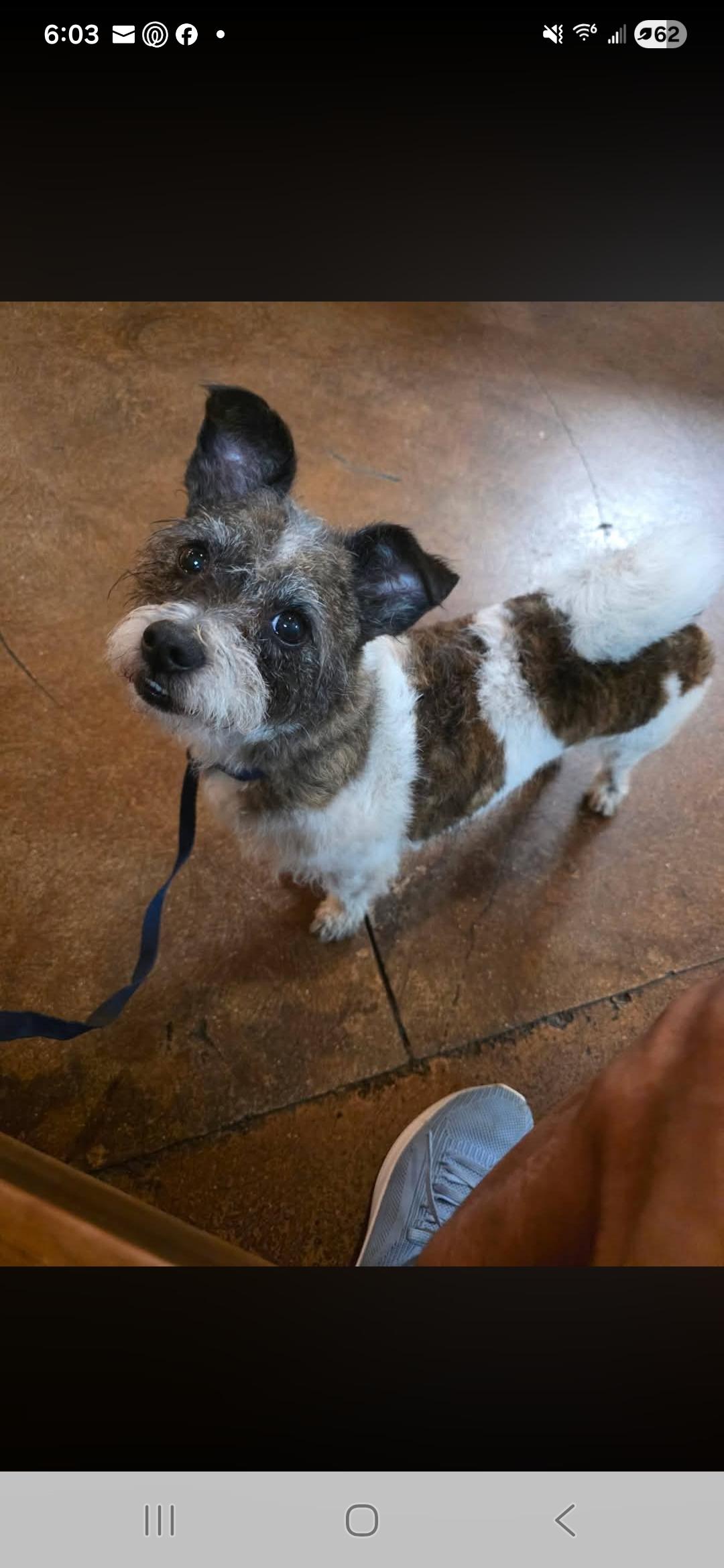 Guapo, an adopted mixed breed in Miami, FL image 3/3